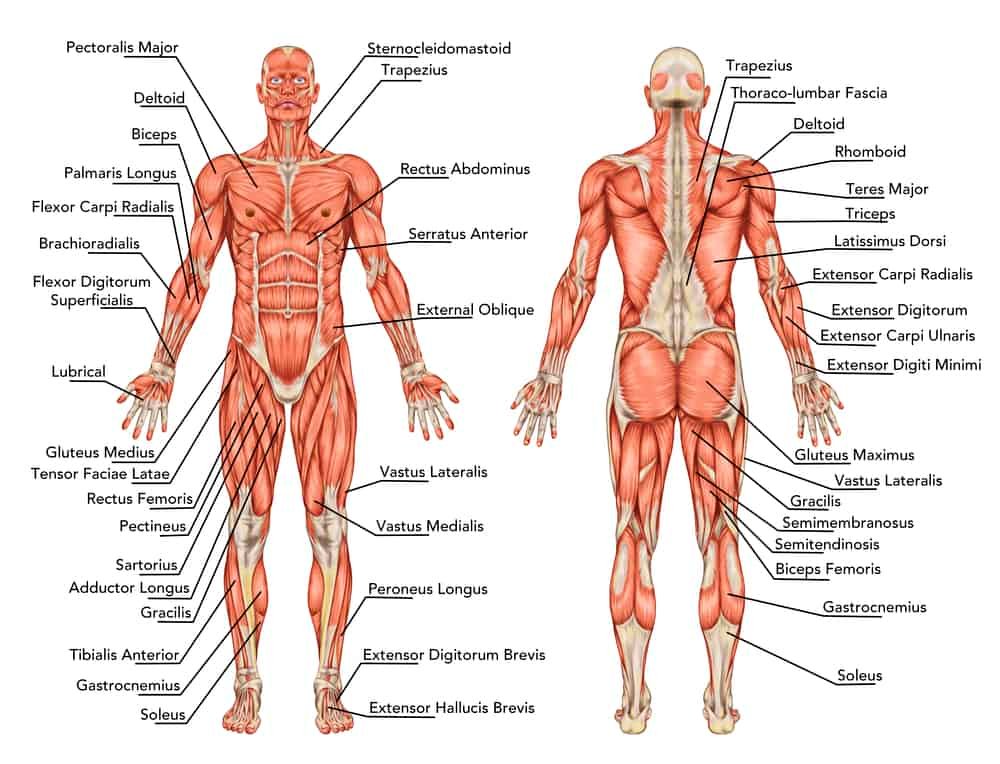  muscular full body anatomy