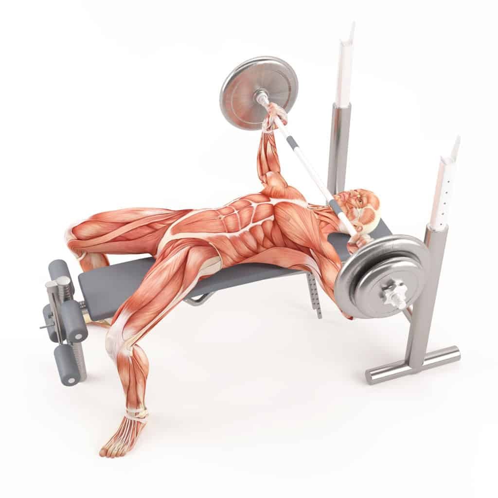 the best compound exercises:Barbell Bench Press