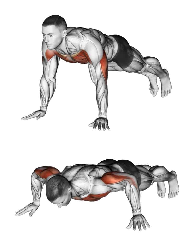 List of Compound exercises:pushups