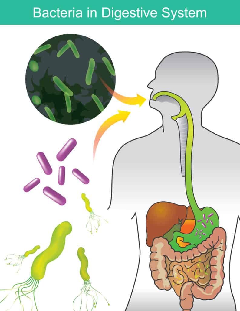 probiotic supplements