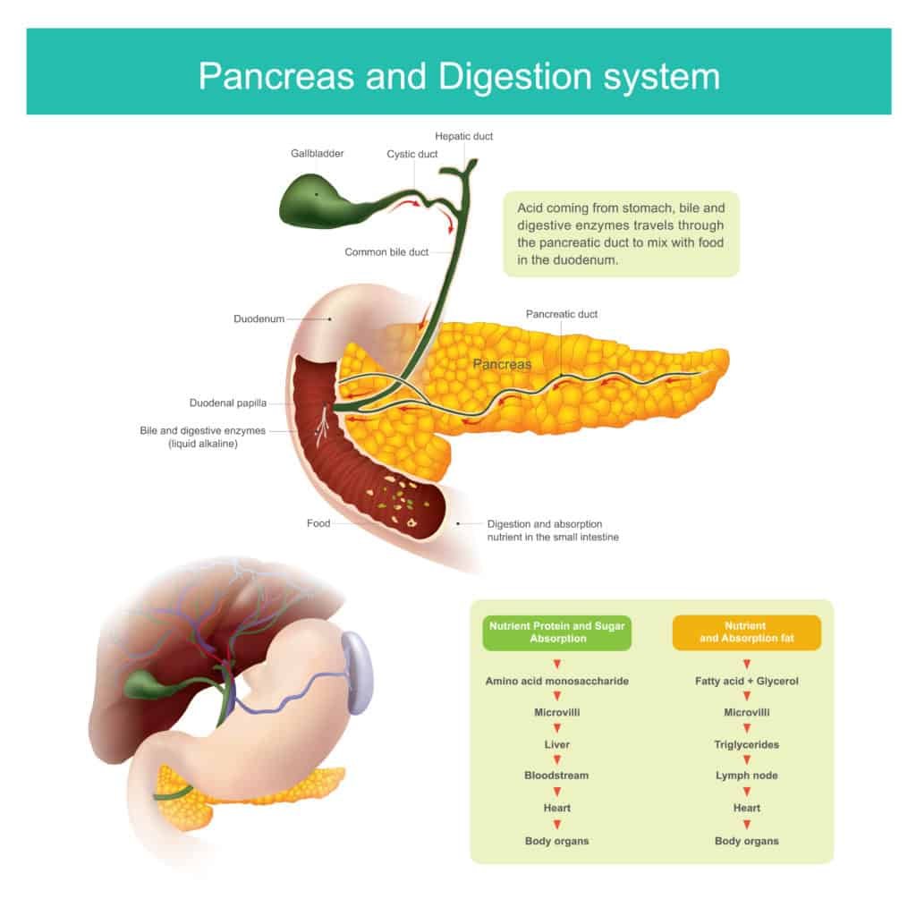 Digestive Enzymes And Weight Loss Weightlosslook