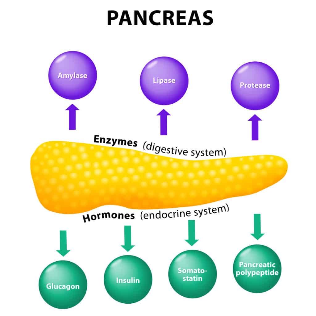 Digestive Enzymes and Weight Loss:Best Digestive Enzymes