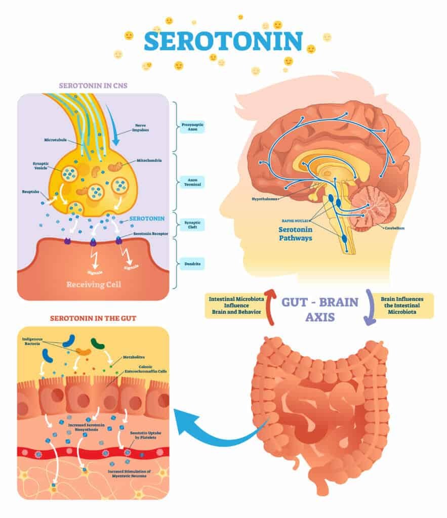 weight loss mindset:Eat Foods That Boost Serotonin Levels in The Body