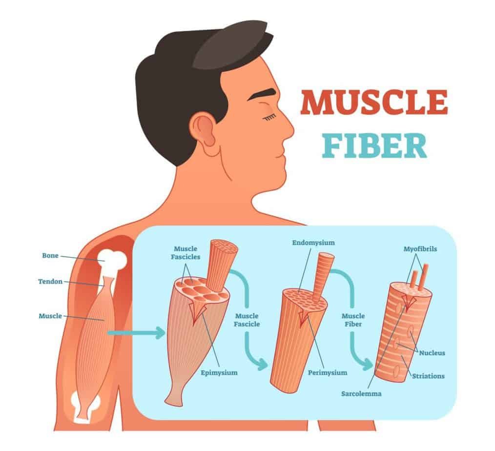 Muscle fiber anatomical vector illustration, medical education information